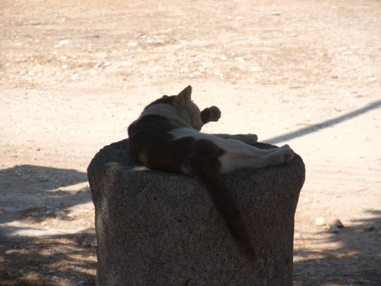La ville de Paphos et ses alentours: Chat